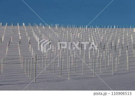 雪原のワイン畑 110906513