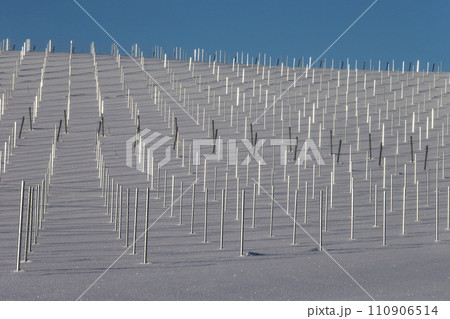 雪原のワイン畑 110906514