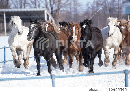 馬追い運動 110906546