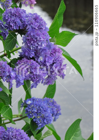 雨に濡れて咲く 110906665