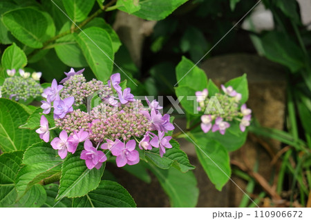 雨に濡れて咲く 110906672
