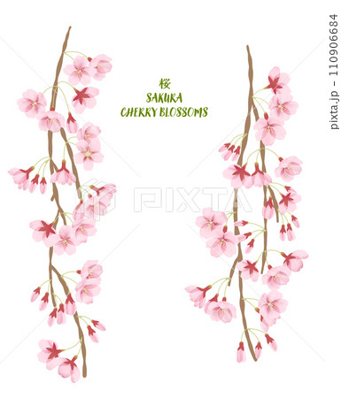 水彩風のしだれ桜のイラストパーツセット 水彩風のしだれ桜のイラストパーツセット 110906684