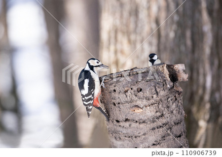 お見合いする野鳥 110906739
