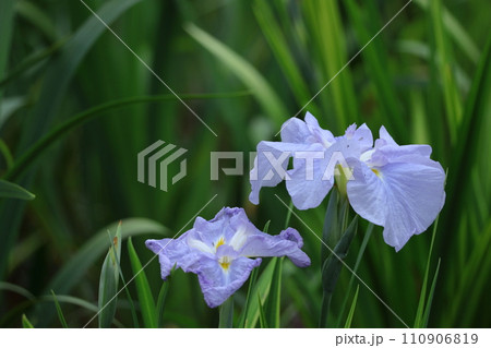 凛として優雅に咲く 110906819