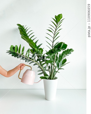 Cropped shot of childs hand watering home plant in flower pot from pink watering 110906859