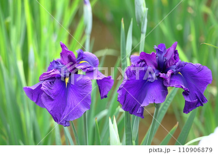 凛として優雅に咲く 凛として優雅に咲く 110906879