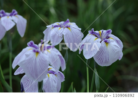 凛として優雅に咲く 110906892