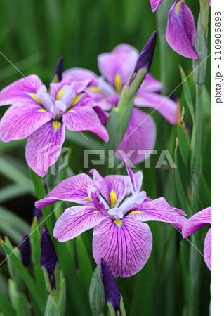 凛として優雅に咲く 110906893