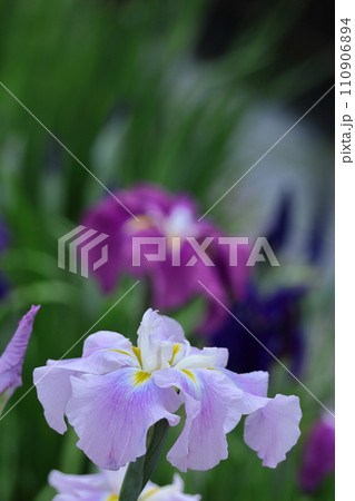 凛として優雅に咲く 110906894