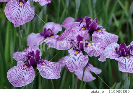 凛として優雅に咲く 110906899