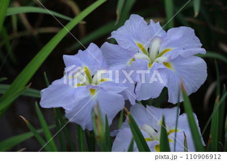 凛として優雅に咲く 凛として優雅に咲く 110906912