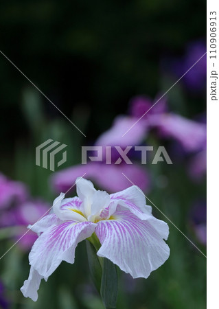 凛として優雅に咲く 凛として優雅に咲く 110906913