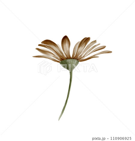 Hand drawn watercolor illustration of chamomile flower. Isolated on white background. Botanical illustration. For your projects, printing, patterns, fabric, textiles. Sepia color scheme. 110906925