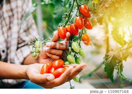 Farmer's hands delicately holding cherry tomatoes in a sunny greenhouse. Quality harvest mirrors meticulous growth care. Nature's colorful outdoors signify abundance. Farmer's hands delicately holding cherry tomatoes in a sunny greenhouse. Quality harvest mirrors meticulous growth care. Nature's colorful outdoors signify abundance. 110907168