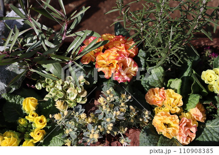 バラ咲きジュリアンとカラーリーフの寄せ植え 110908385