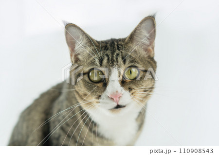 Cute cat image in a white background. Cute cat image in a white background. 110908543
