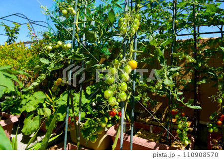 植物だらけのルーフバルコニー　節約生活で自給自足 110908570