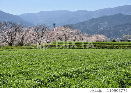 河原の桜並木　糸島　水無川の風景 110908772