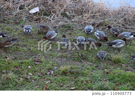 冬の河川敷で草の新芽を食べるヒドリガモのオスとメス 110908773
