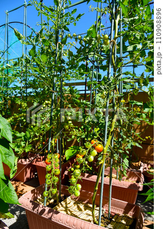 青空の下の家庭菜園　プランター栽培のミニトマトなどいろいろ栽培中 110908896