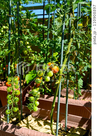 家庭菜園　プランター栽培　房なりミニトマト 110908897