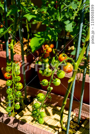 家庭菜園　プランター栽培　房なりミニトマト 110908899