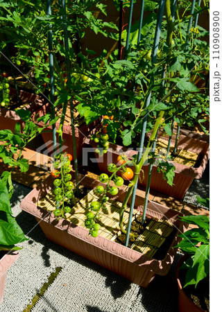 家庭菜園　プランター栽培　房なりミニトマト 110908900