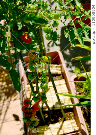 家庭菜園　プランター栽培　房なりミニトマト 110908904