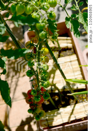 家庭菜園 プランター栽培 房なりミニトマト 家庭菜園 プランター栽培 房なりミニトマト 110908905