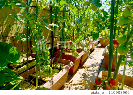 家庭菜園　プランター栽培　房なりミニトマト 110908906