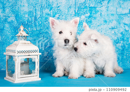 Two West Highland White Terrier dogs puppies with lantern candlestick on blue background 110909492