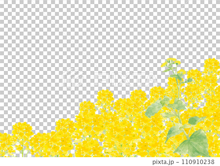 Hand-drawn background illustration of rape blossoms and butterflies painted in watercolor, white background, with copy space 110910238