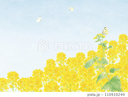 水彩で描いた菜の花畑と蝶の手描きイラスト コピースペースあり 110910240
