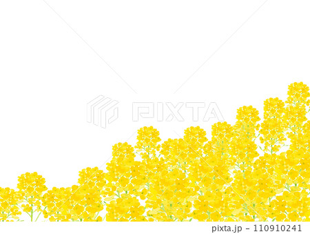 水彩で描いた黄色い菜の花の手描き背景イラスト 白バック コピースペースあり 110910241