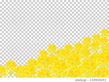 水彩で描いた黄色い菜の花の手描き背景イラスト 白バック コピースペースあり 110910241