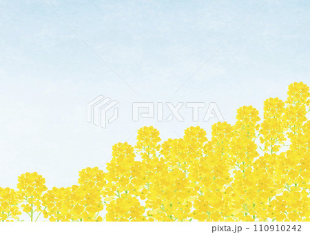 水彩で描いた菜の花畑 と青空の手描きイラスト コピースペースあり 110910242