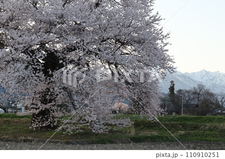 一本桜とその向こうに咲く夕陽の当たる桜の木 110910251