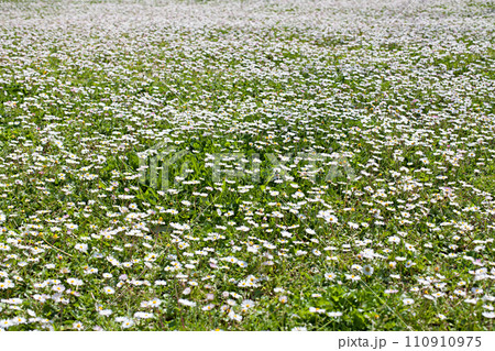 camomile meadow background camomile meadow background 110910975