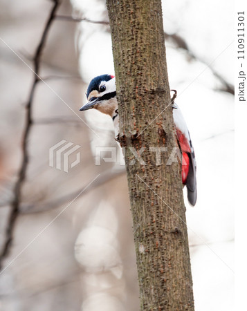 Great spotted woodpecker, Dendrocopos major, knocks on the bark of a tree, extracting edable insects. Bird in winter forest. Great spotted woodpecker, Dendrocopos major, knocks on the bark of a tree, extracting edable insects. Bird in winter forest. 110911301