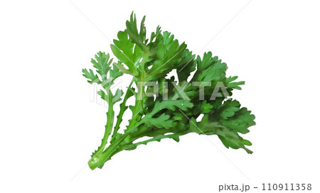 春菊 春菊 110911358