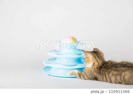 A cute kitten, with fur as orange as the sunset, is having a blast with a blue toy pyramid spiral tower. Batting at colorful balls, this funny and adorable feline is the epitome of a happy pet. 110911366