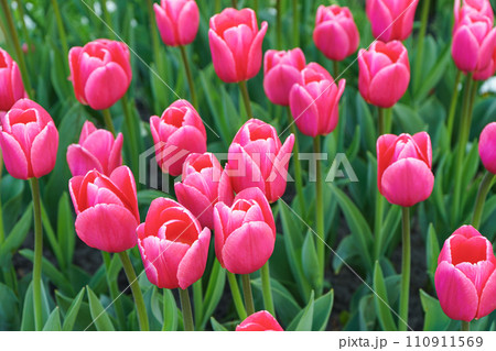 Pink tulips Debutante flowers with green leaves blooming in a meadow, park, flowerbed outdoor Pink tulips Debutante flowers with green leaves blooming in a meadow, park, flowerbed outdoor 110911569