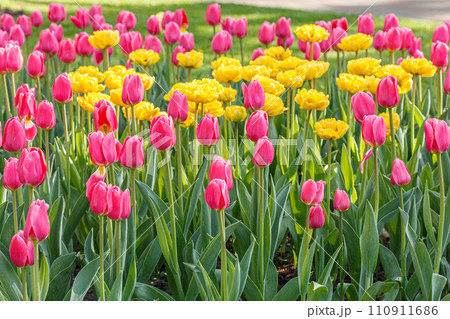 tulip bloom, beautiful field of tulips 110911686