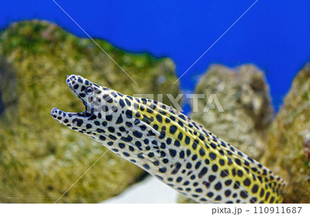 Underwater shot of Gymnothorax favagineus fish 110911687