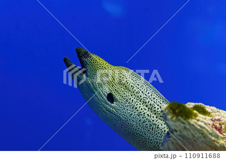 Underwater shot of fish Gymnothorax funebris 110911688