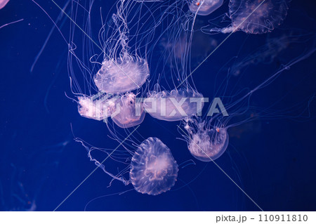 underwater shooting of beautiful Chrysaora lactea 110911810
