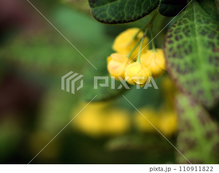 4月に咲いた可愛いヘビノボラズ(蛇上らず)の花 4月に咲いた可愛いヘビノボラズ(蛇上らず)の花 110911822