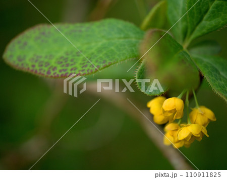 4月に咲いた可愛いヘビノボラズ(蛇上らず)の花 110911825