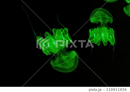 Shooting macro Lychnorhiza lucerna underwater Shooting macro Lychnorhiza lucerna underwater 110911856