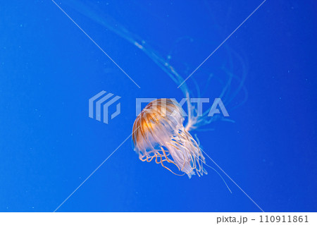 macro photography underwater northern sea nettle or brown jellyfish jellyfish macro photography underwater northern sea nettle or brown jellyfish jellyfish 110911861